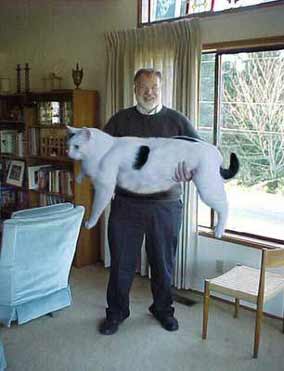 sacré chat