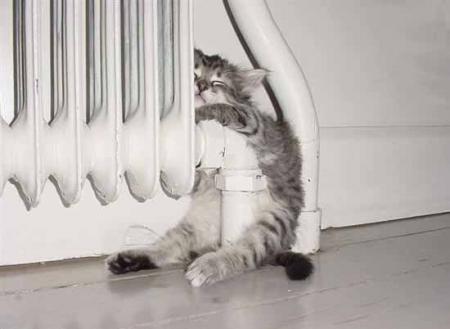 pauvre chaton