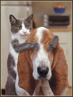 chat+chien